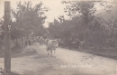 treglwang-almabtrieb-kuehe_um_1930.jpg